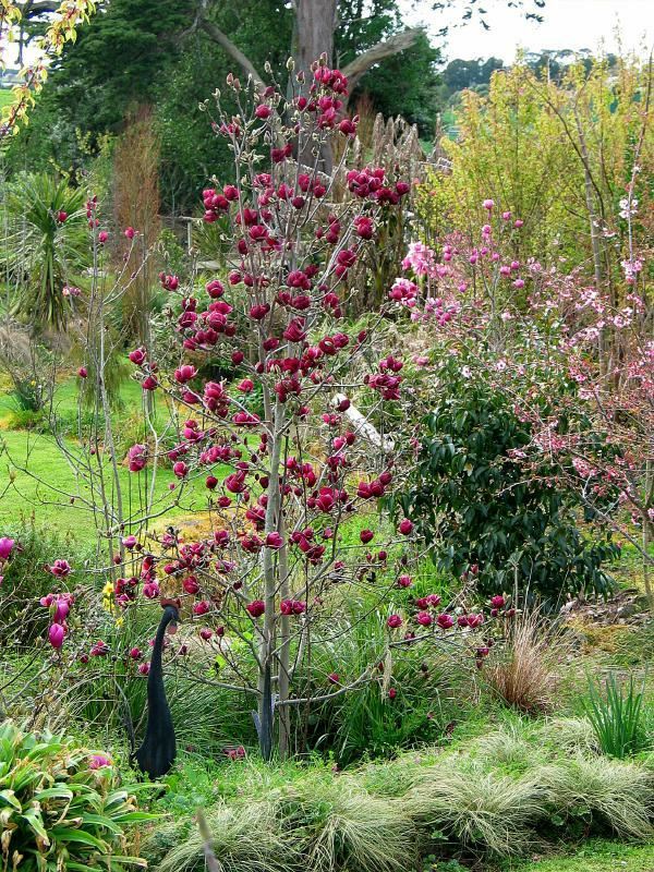 Plantenfiche-Magnolia-Genie-