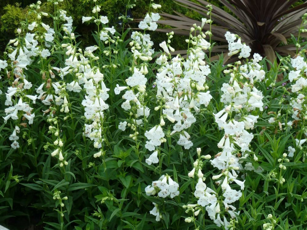 Plantenfiche-Penstemon-White-Bedder-