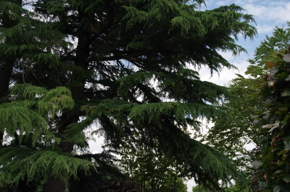 Plantenfiche-Cedrus-deodara