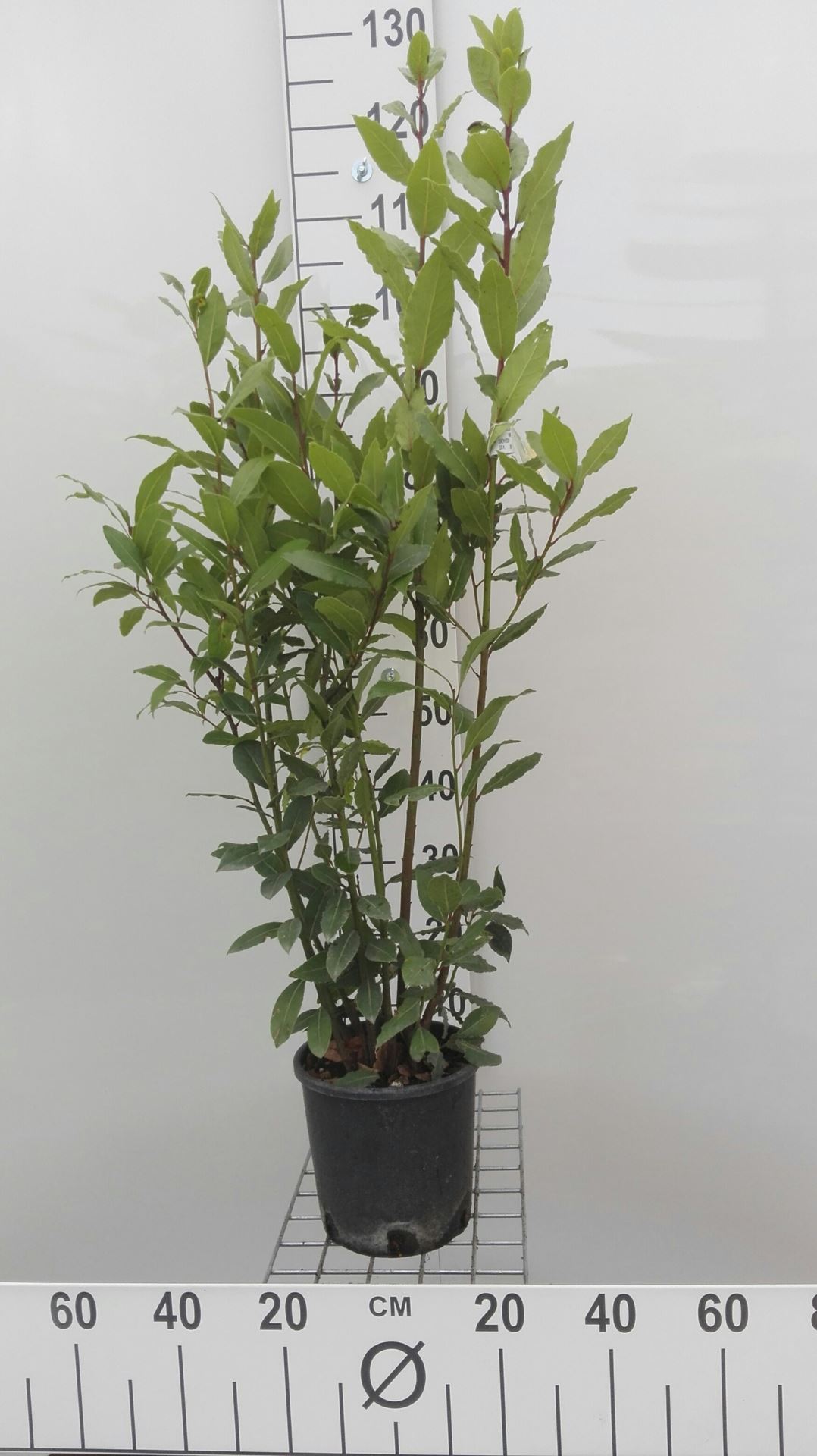 Laurier, keukenlaurier - pot 3L - 60-80 cm (Laurus nobilis)