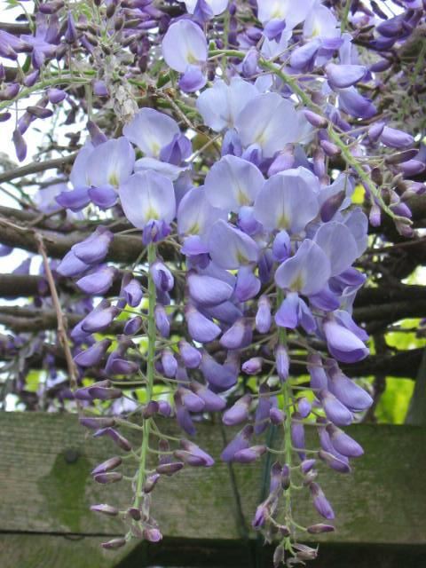 Plantenfiche-Wisteria-sinensis-Prolific-