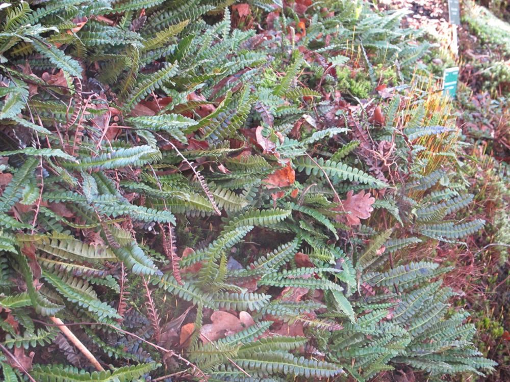Plantenfiche-Blechnum-penna-marina
