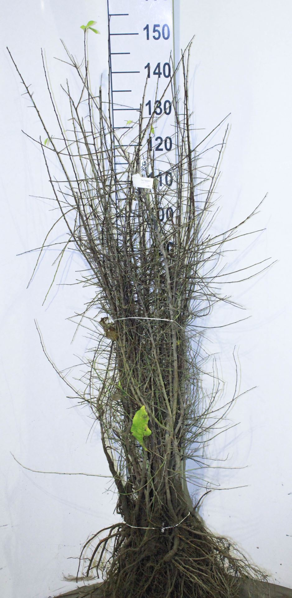 Prunus spinosa - bare root - 90-120 cm
