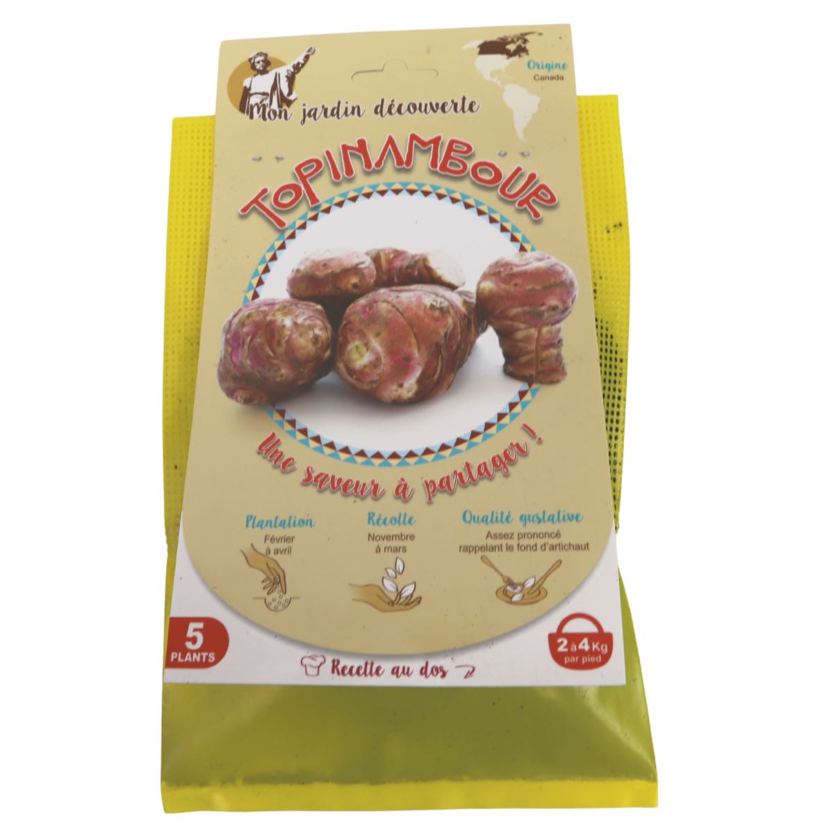 Aardpeer-5-knollen-topinambour-