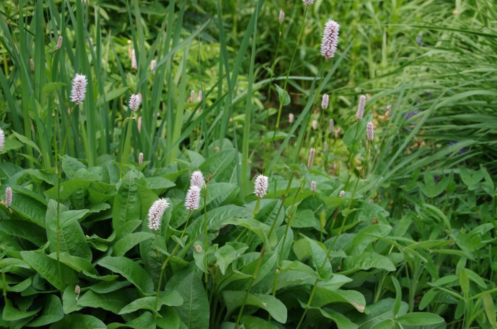 Plantenfiche-Persicaria-bistorta