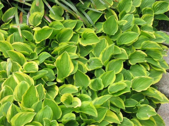 Plantenfiche-Hosta-Golden-Tiara-