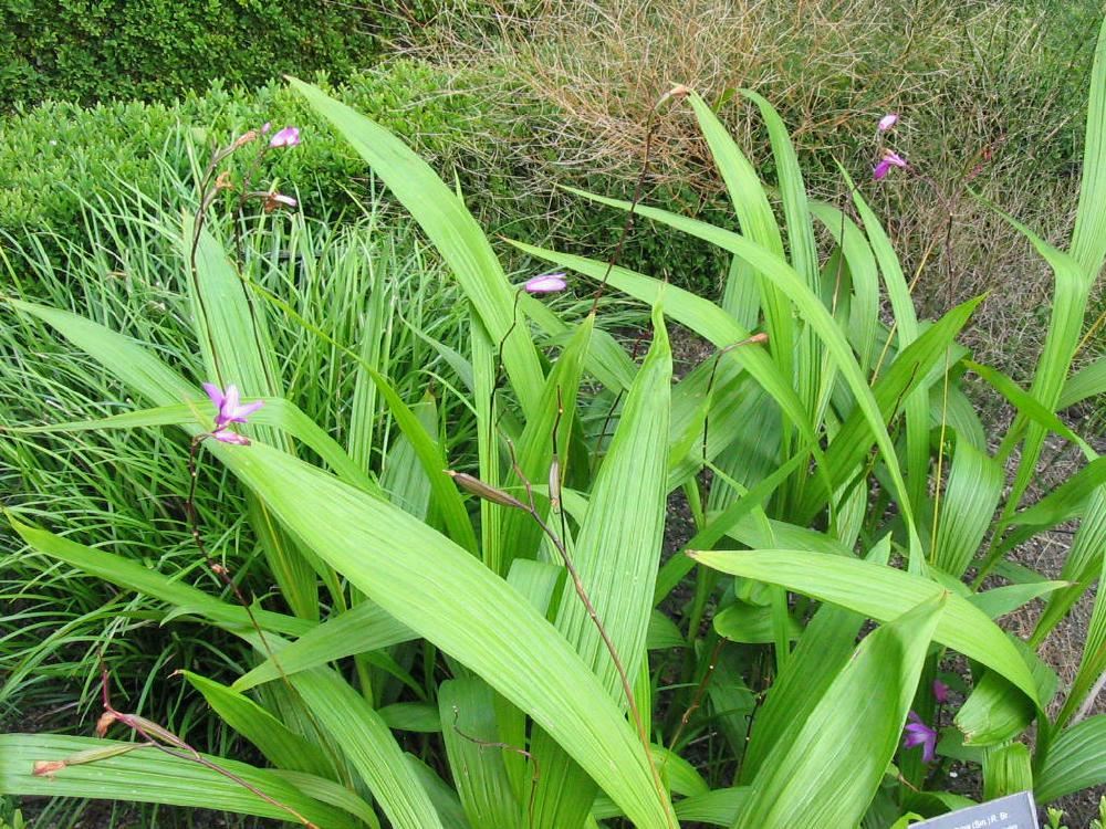 Plantenfiche-Bletilla-striata