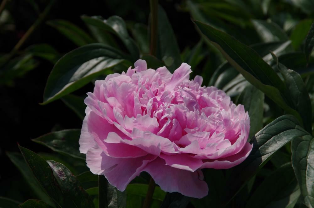 Plantenfiche-Paeonia-Sarah-Bernhardt-