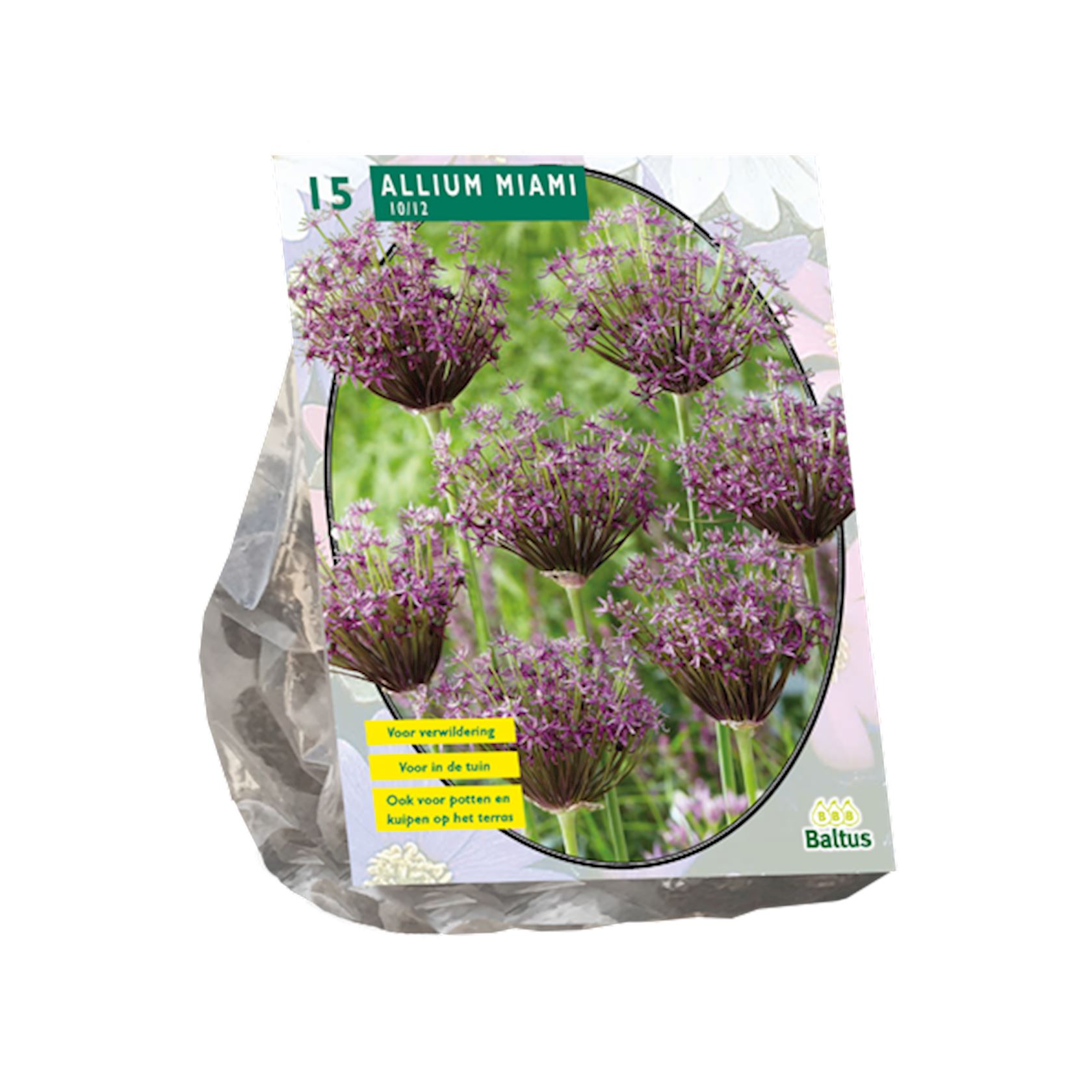 allium-miami-per-15