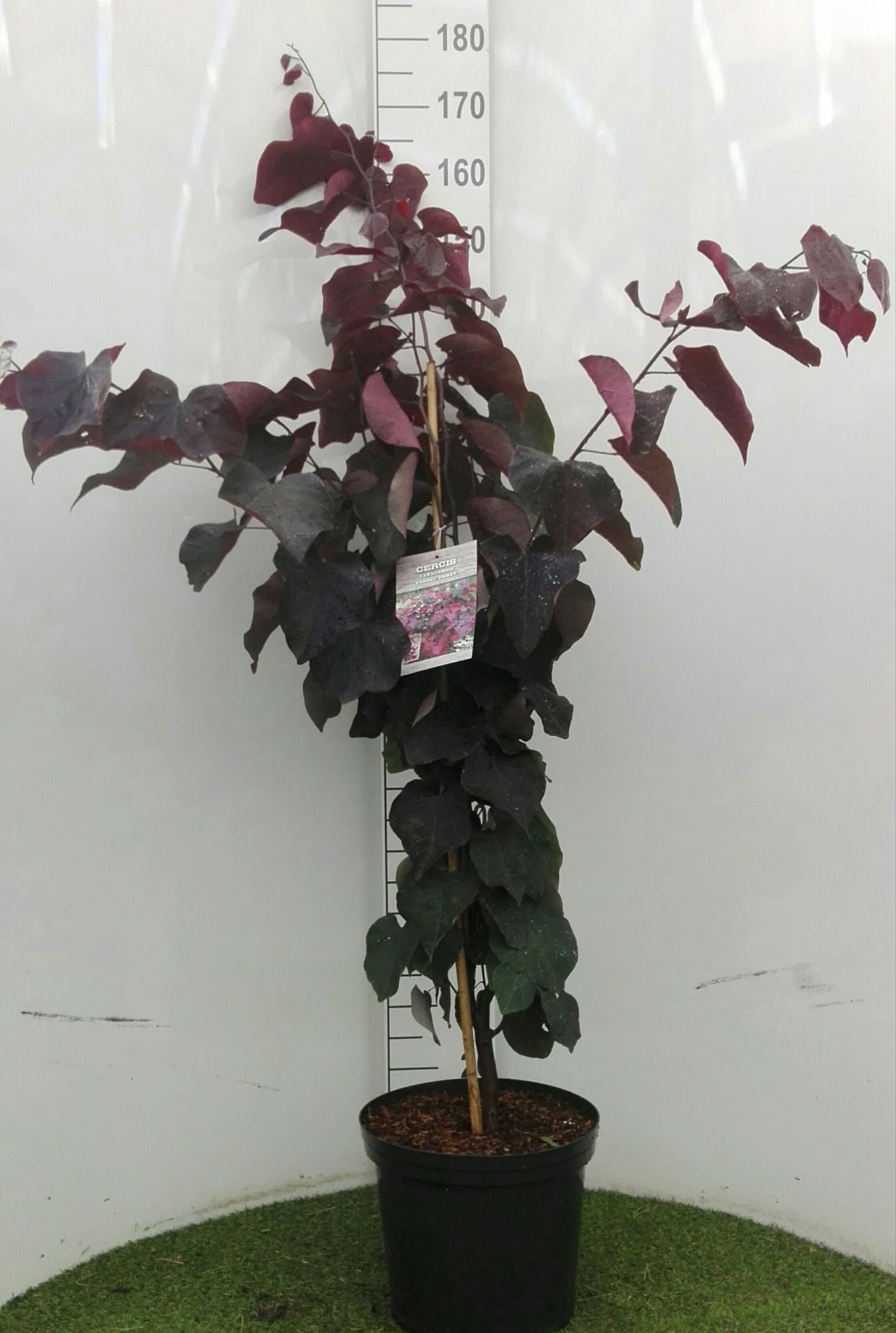 Cercis canadensis 'Forest Pansy' - pot 12L - 80-100 cm