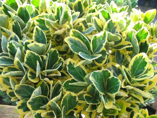 Plantenfiche-Euonymus-japonicus-Ovatus-Aureus-