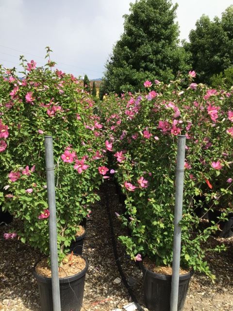 Hibiscus syriacus 'Woodbridge' - pot 30L - 125-150 cm