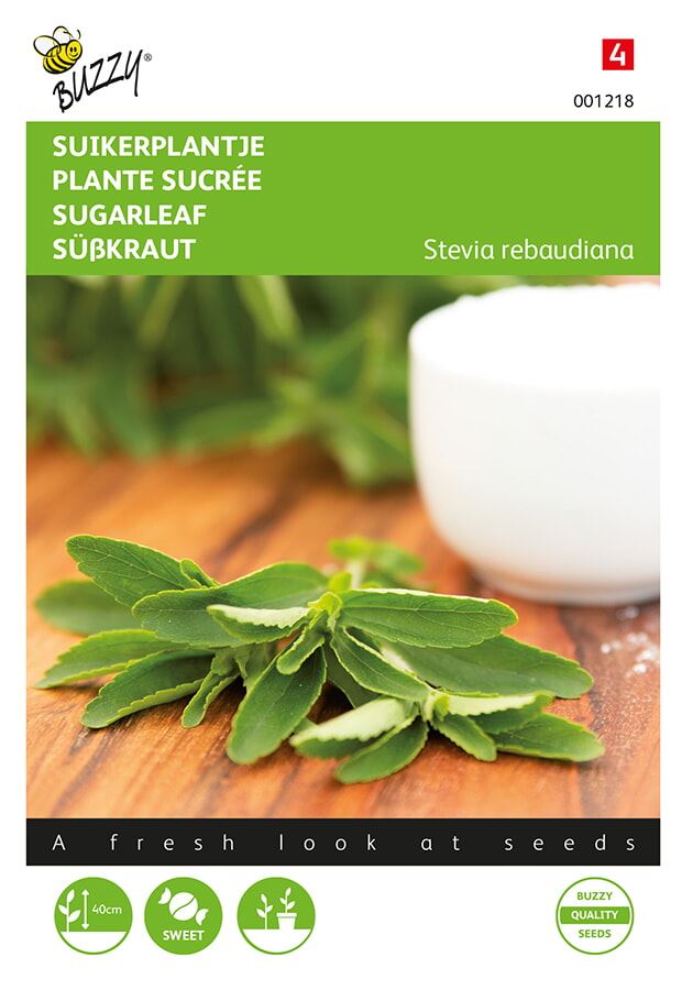 Buzzy-Stevia-Suikerplantje-of-Honingkruid