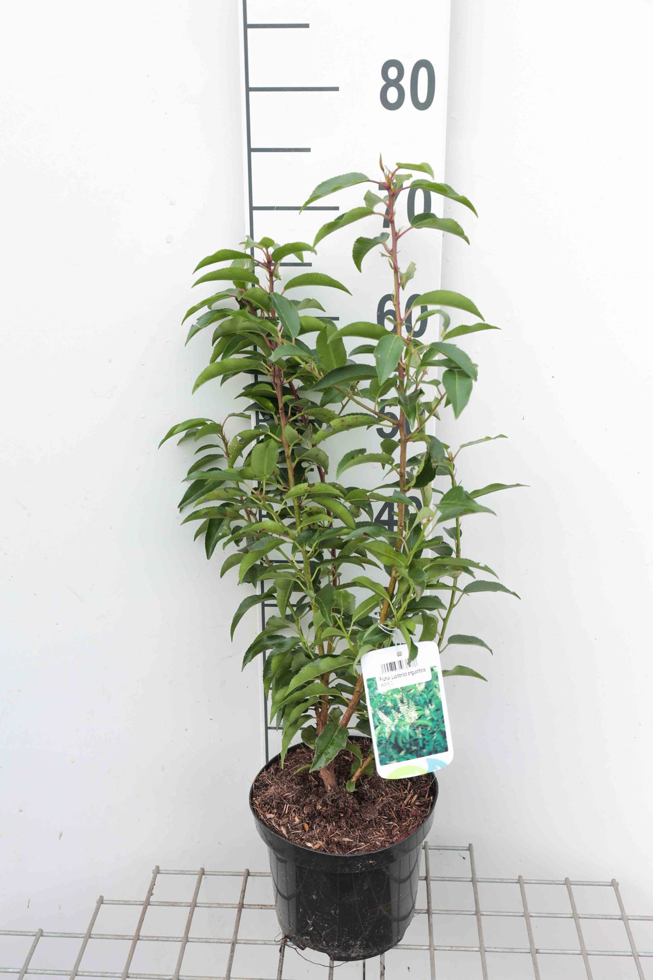 Prunus lusitanica 'Angustifolia' - pot - 40-50 cm - Touffu