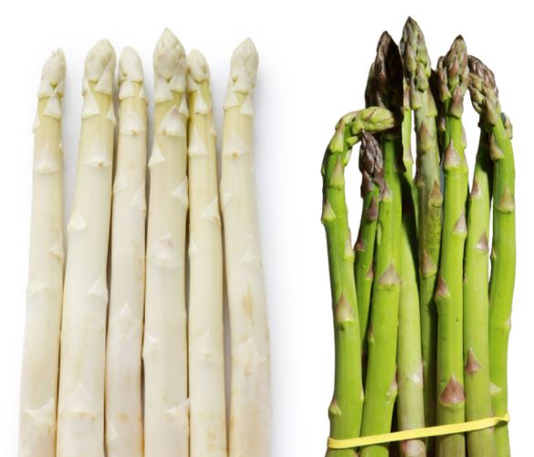 Asparagus roots annual 'Voltaire' - set of 10 plants