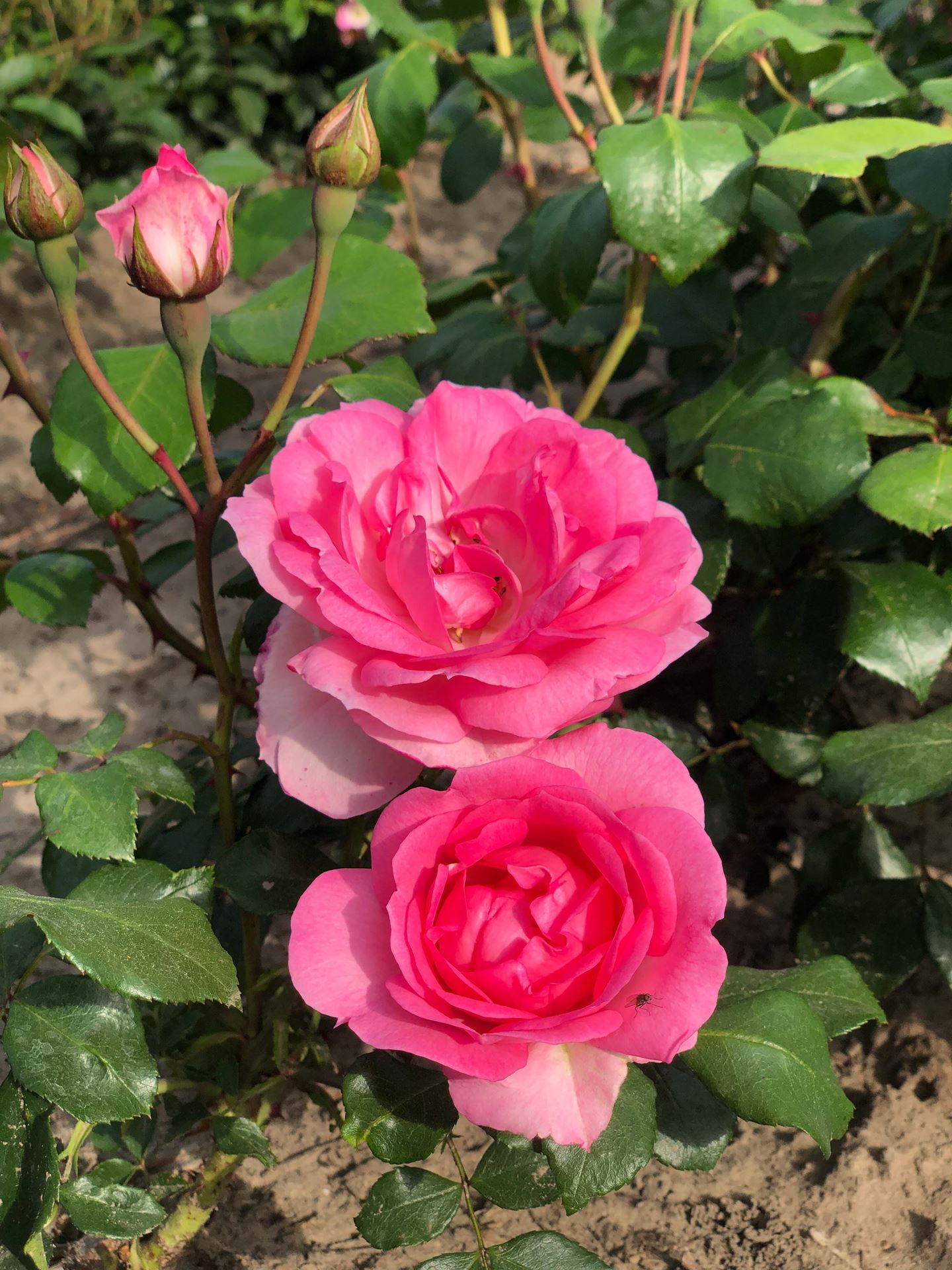 Rosa 'Delge' (Centenaire de Lourdes) - pot