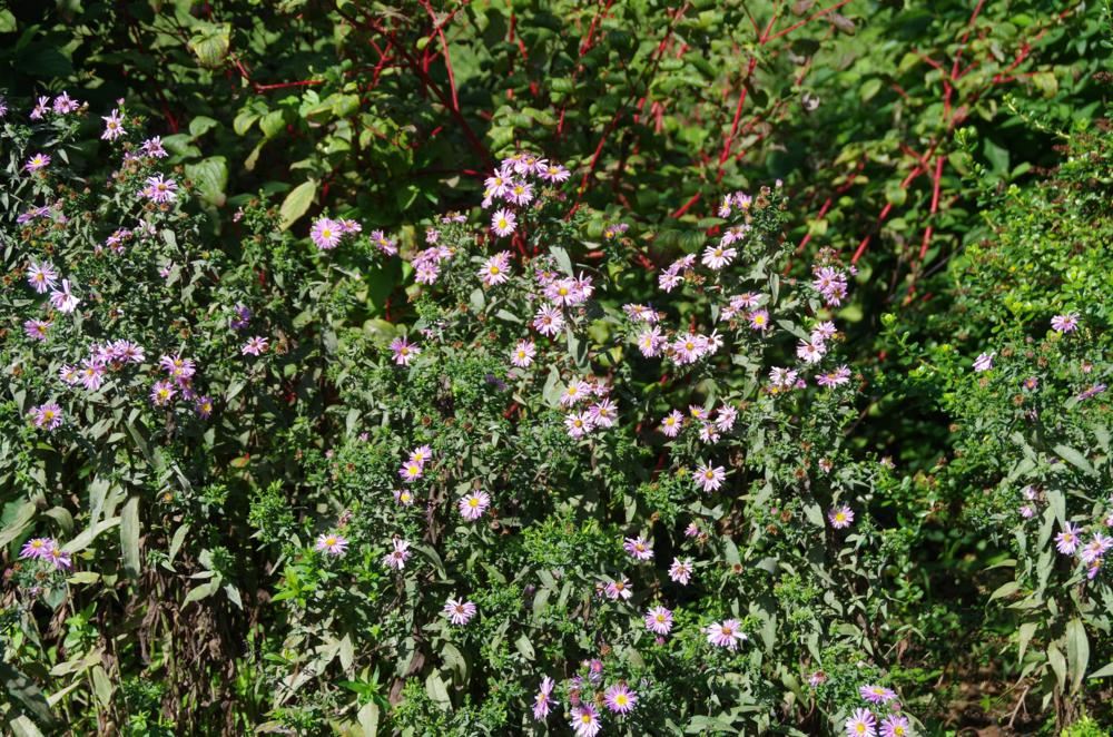 Plantenfiche-Aster-novi-belgii-Patricia-Ballard-