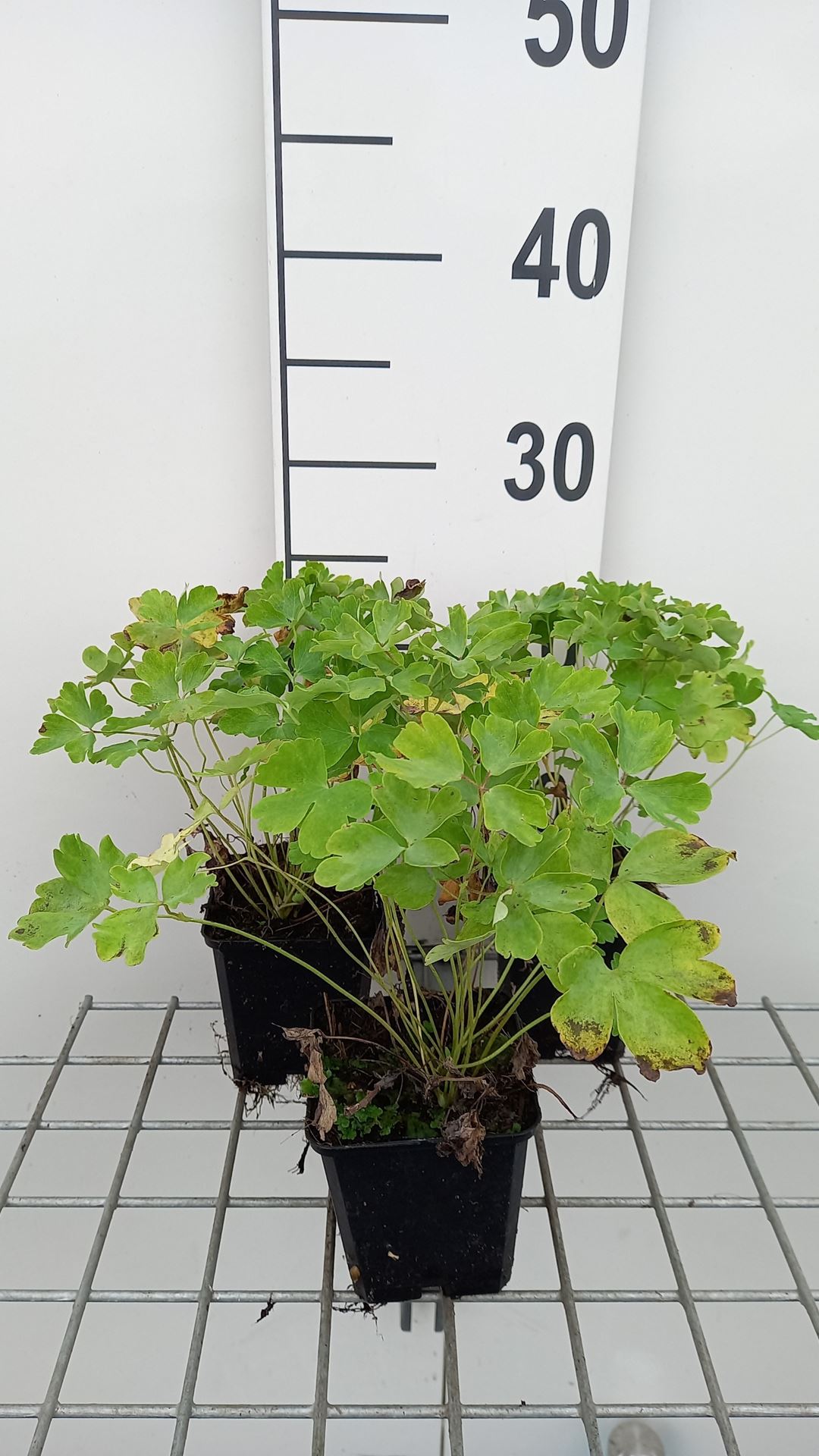 Aquilegia vulgaris 'Greenapples' - pot 9x9 cm