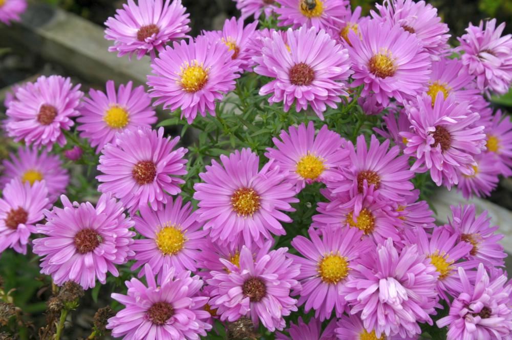 Plantenfiche-Aster-Heinz-Richard-