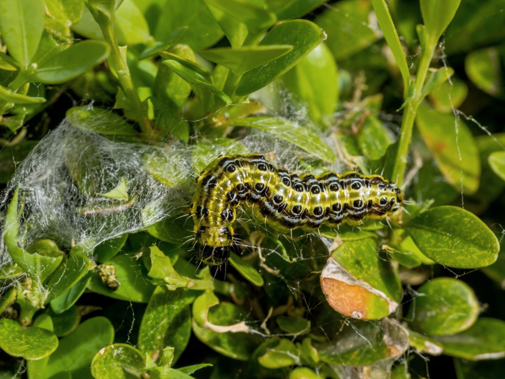 Edialux Nema-t-bag Kraussei : nématodes contre le charançon de la vigne, les chenilles du buxus et les moucherons de la fougère triste (mouches du terreau) jusqu'à 15m² (BIO)