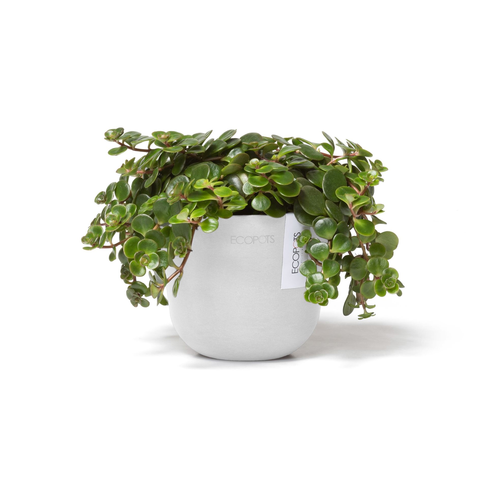 Ecopots-oslo-mini-pure-white-11-5-cm-H10-cm