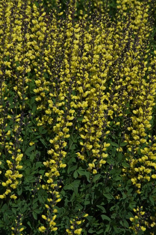 Plantenfiche-Baptisia-Lemon-Meringue-
