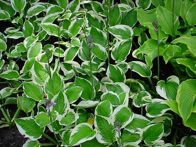 Plantenfiche-Hosta-Patriot-