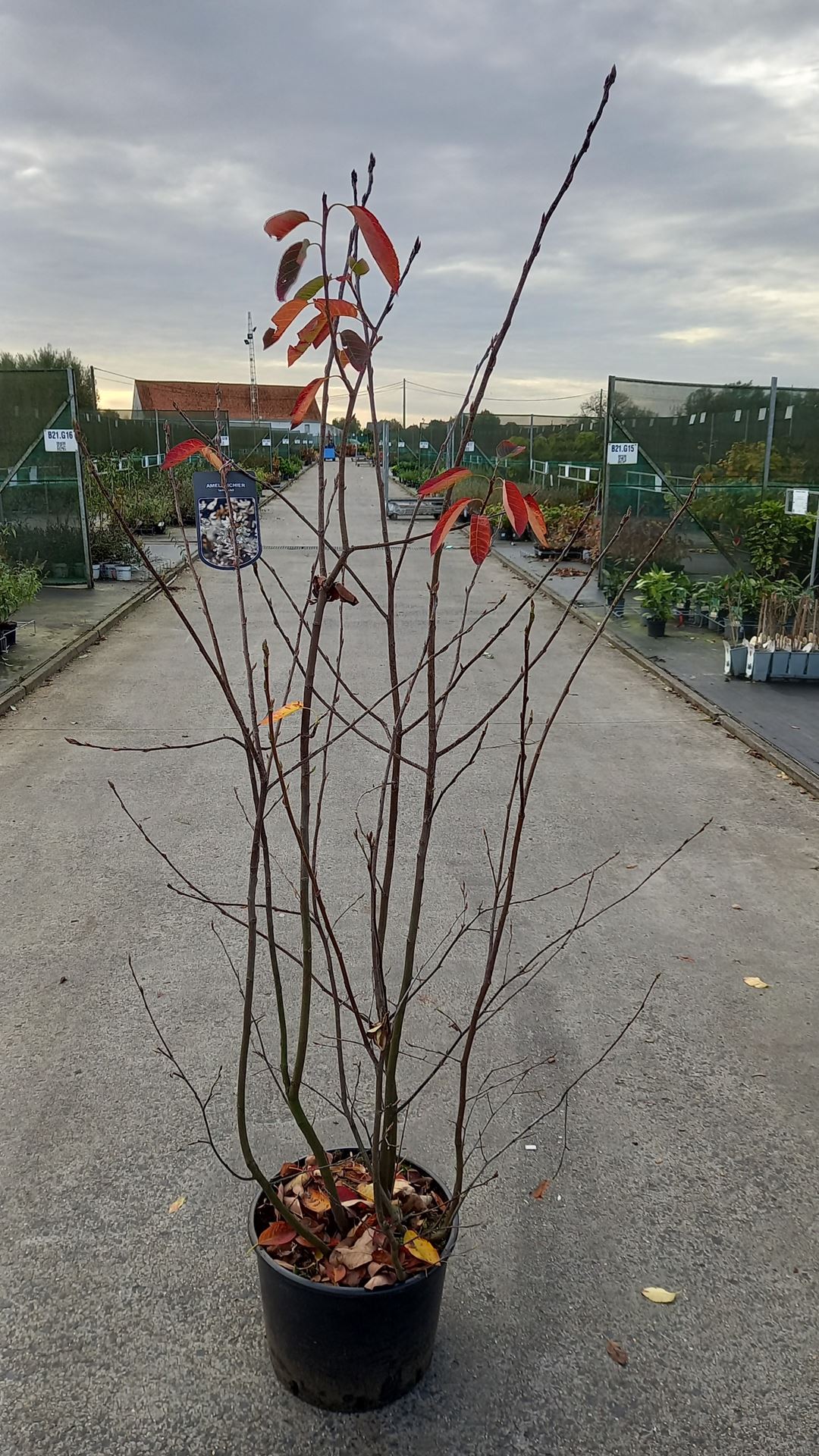 Amelanchier lamarckii - pot 25L - 125-150 cm