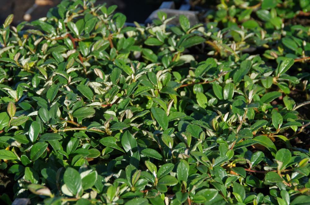 Plantenfiche-Cotoneaster-dammeri