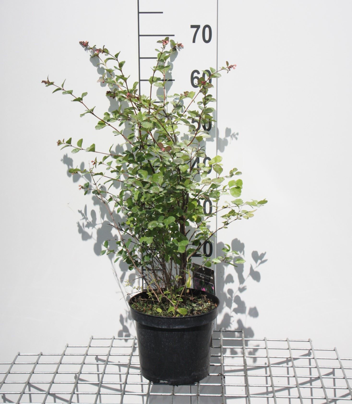 Symphoricarpos x doorenbosii 'Mother of Pearl' - pot - 50-60 cm