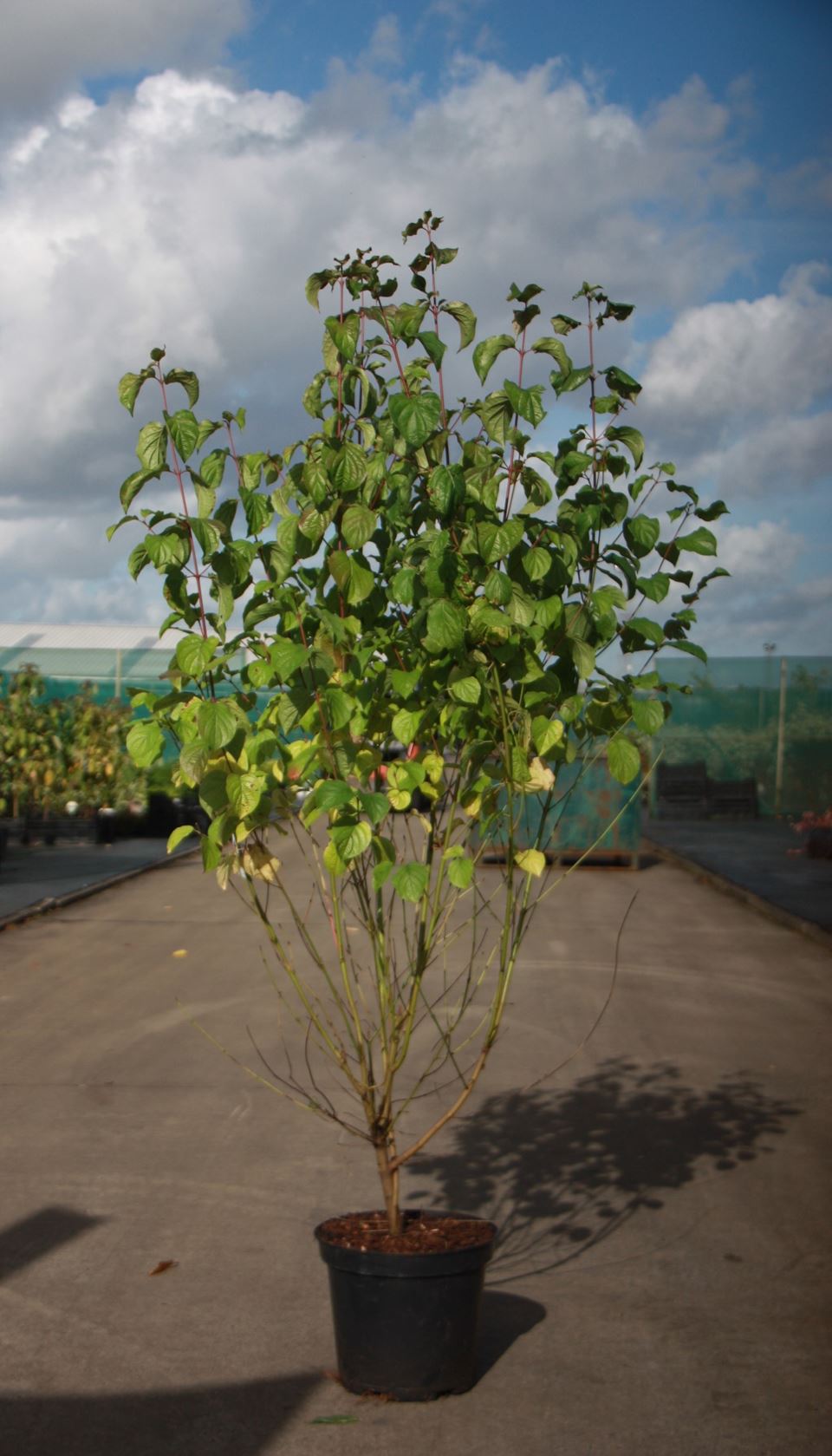 Cornus sanguinea - pot 10L - 80-100 cm