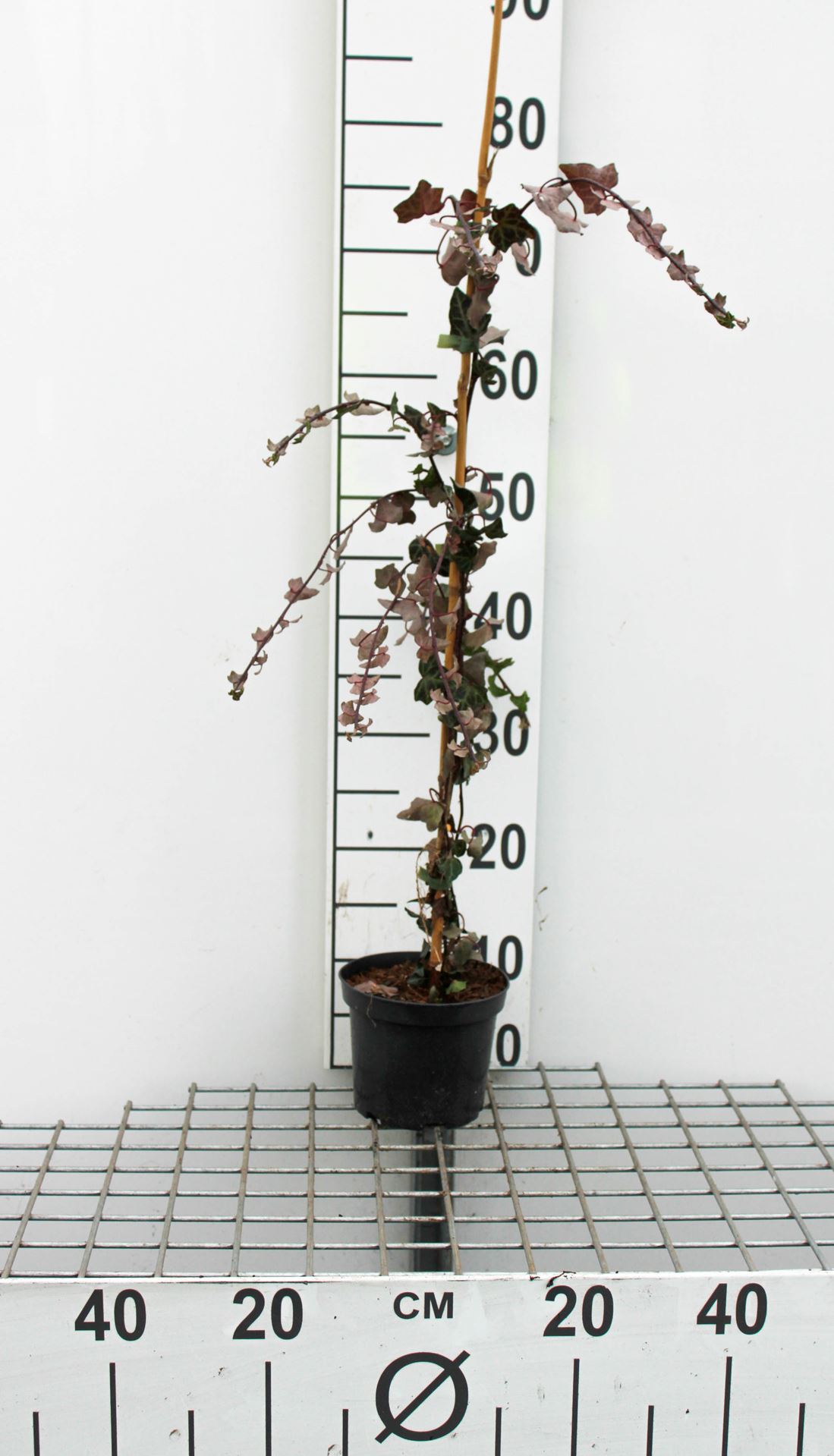 Hedera helix - pot - 60-80 cm