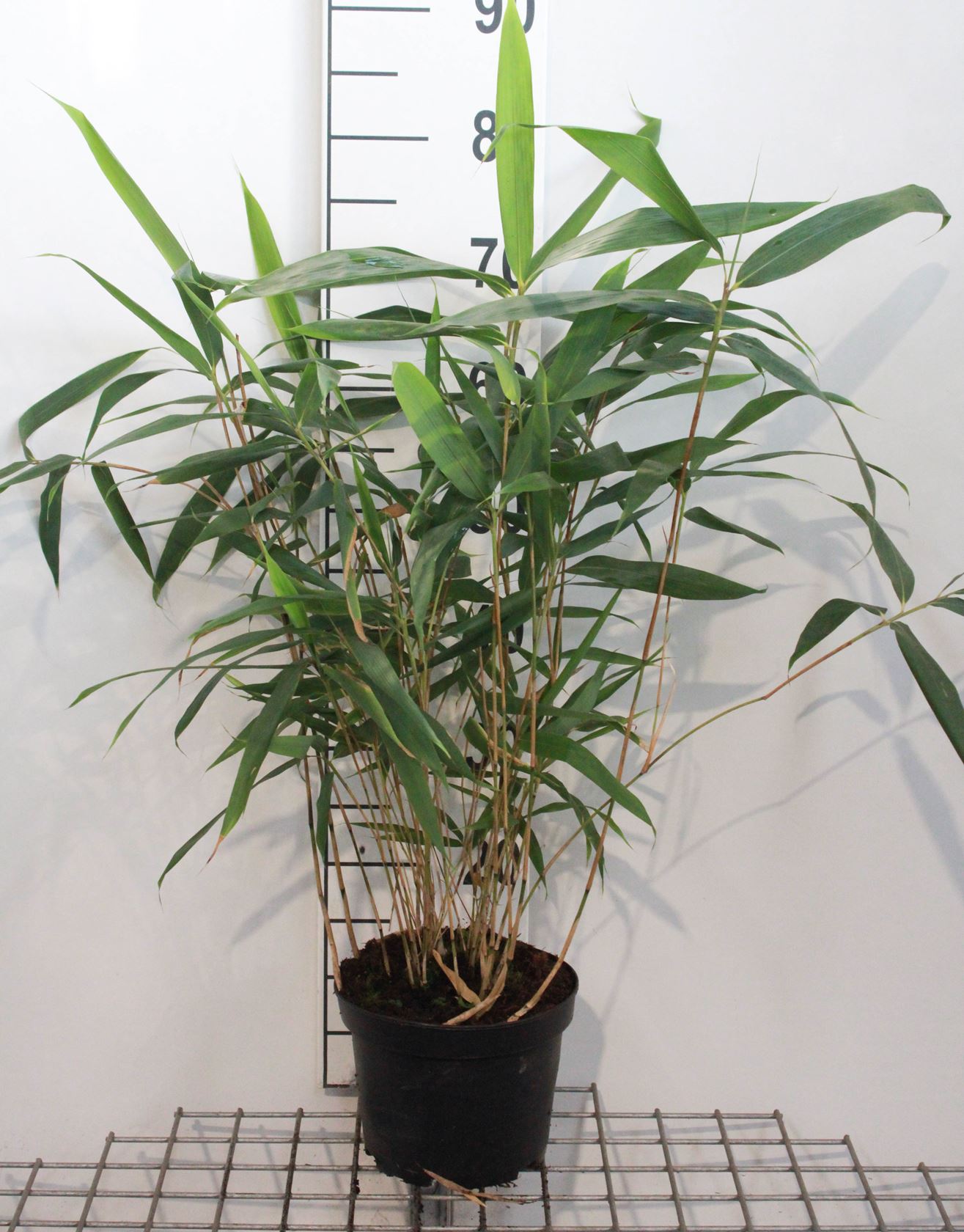 Pseudosasa japonica - pot 3L - 30-40 cm