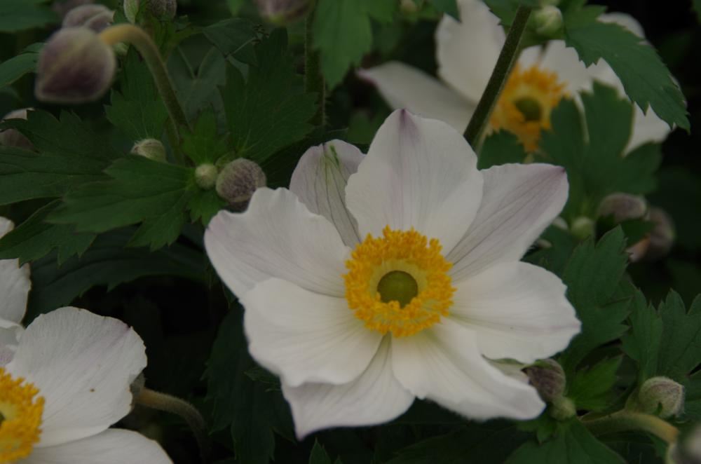 Plantenfiche-Anemone-Elfin-Swan-