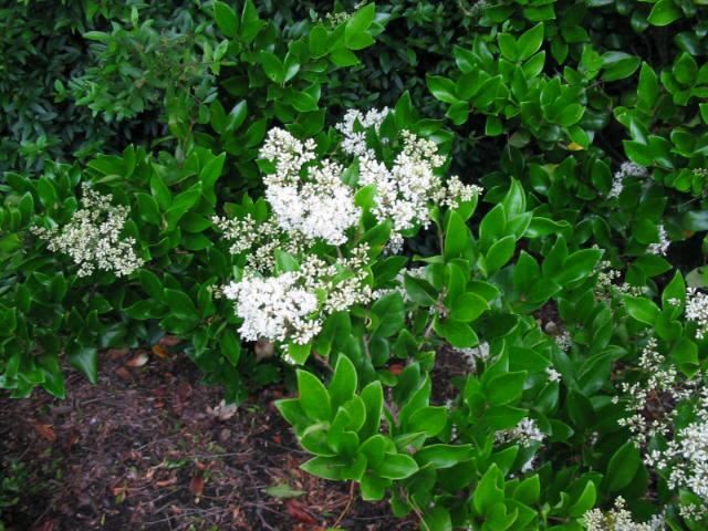 Plantenfiche-Ligustrum-japonicum-Texanum-