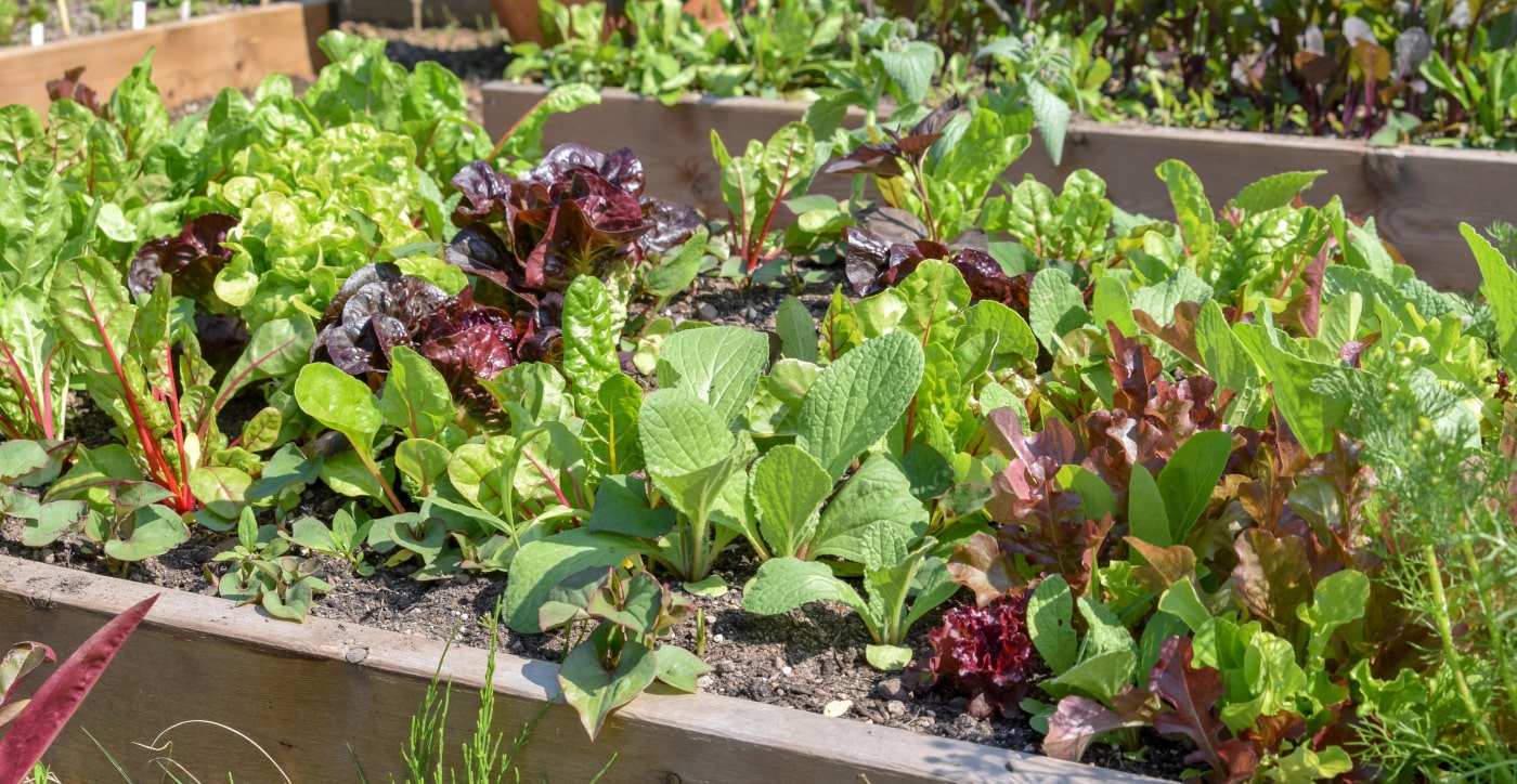 Get your vegetable garden ready for spring