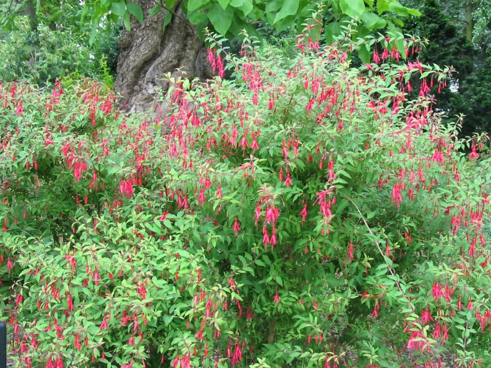 Plantenfiche-Fuchsia-Riccartonii-