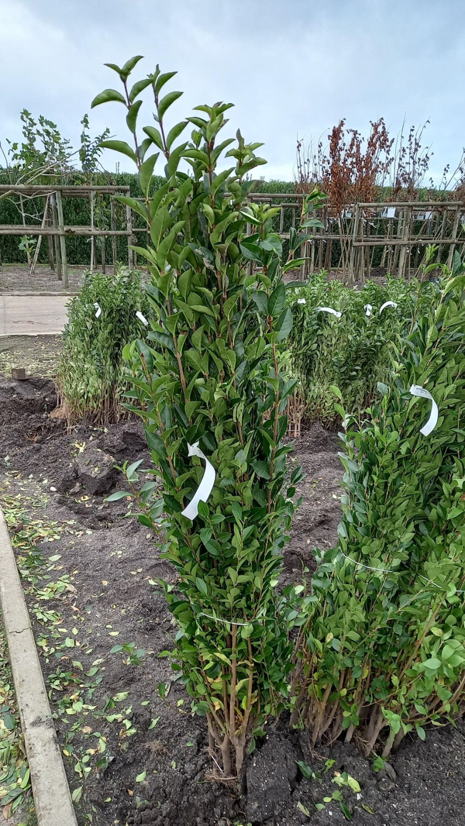 Ligustrum ovalifolium - bare root - 90-120 cm