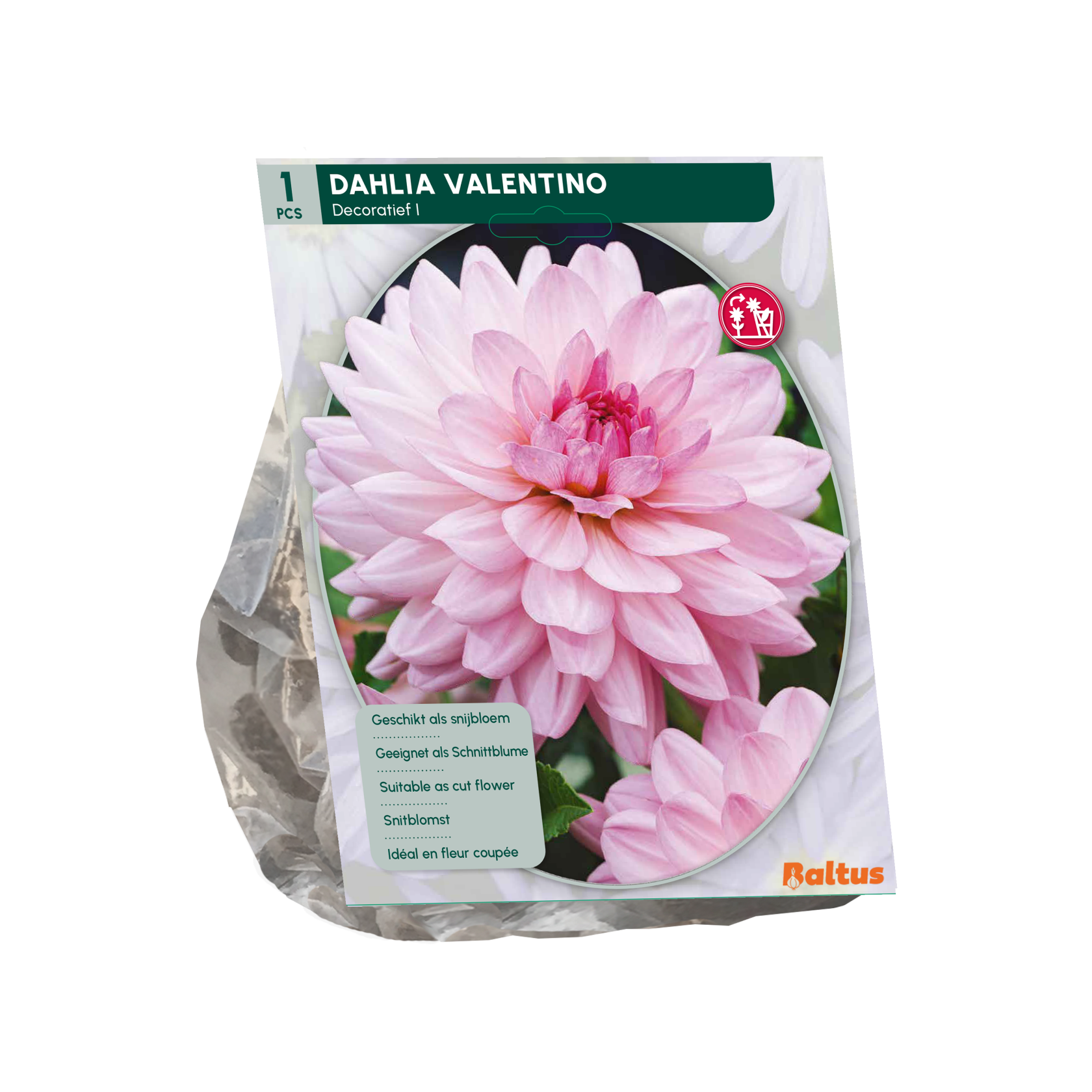 Baltus dahlia 'Valentino' - Najaarsbloeiers - 1 bol (roze)