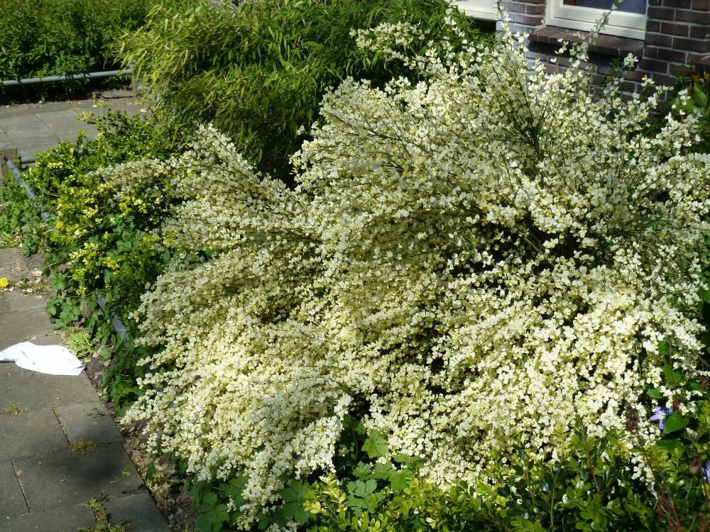 Plantenfiche-Cytisus-x-praecox-Albus-