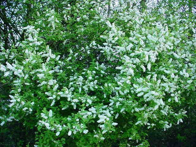 Plantenfiche-Prunus-padus-Vogelkers-