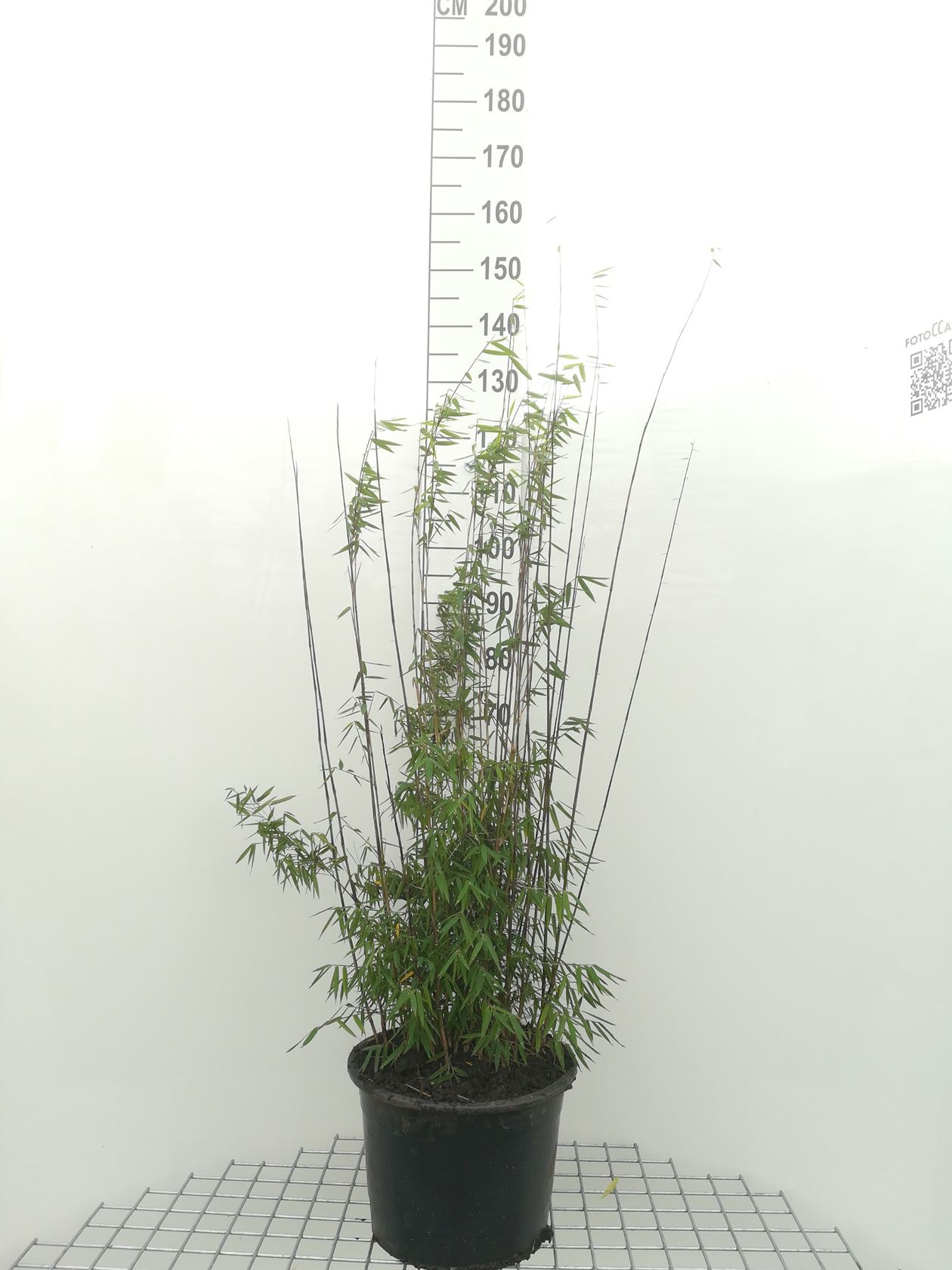 Fargesia 'Jiuzhaigou 1' - pot 12L - 100-125 cm