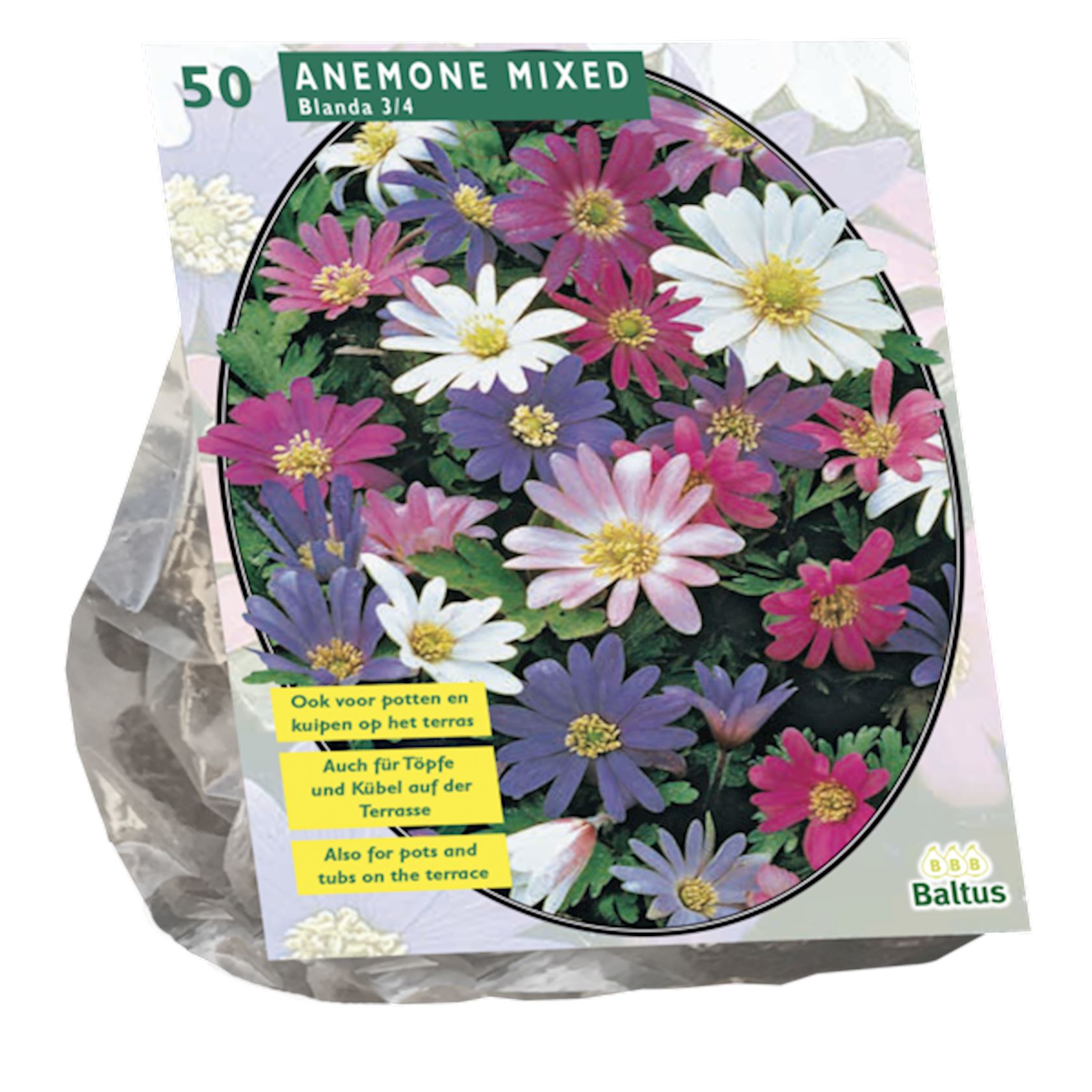 anemone-blanda-mix-per-50