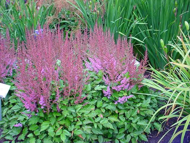 Plantenfiche-Astilbe-chinensis-Veronica-Klose-