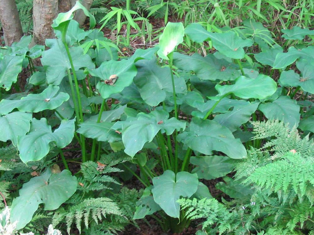 Plantenfiche-Zantedeschia-aethiopica