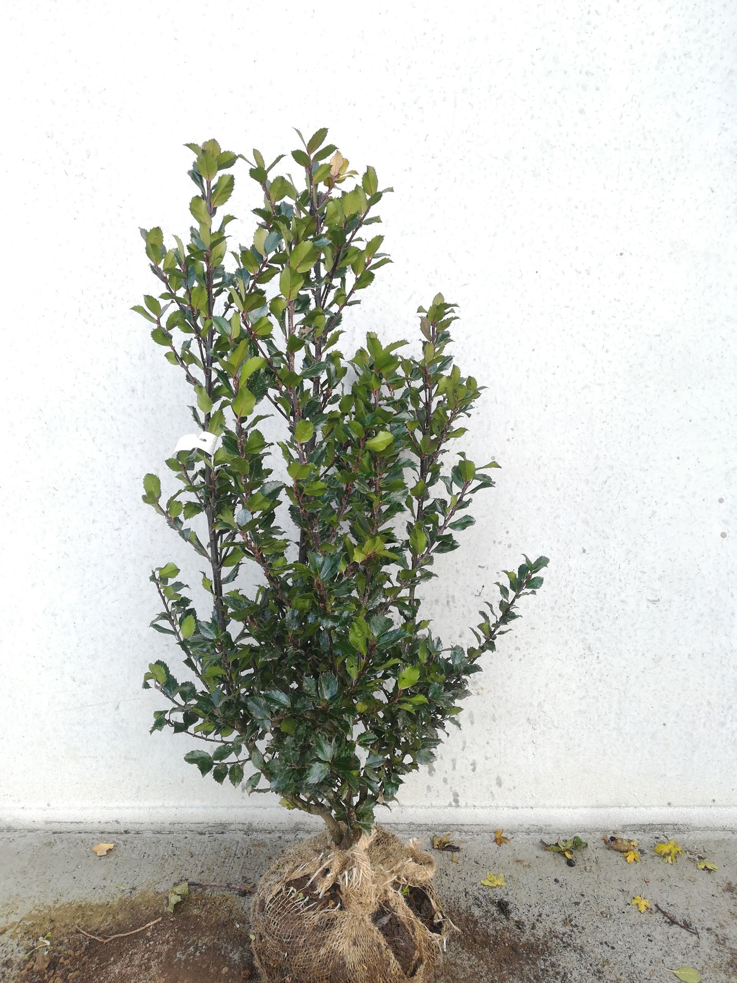 Ilex x meserveae 'Blue Prince' - clod of earth - 80-100 cm