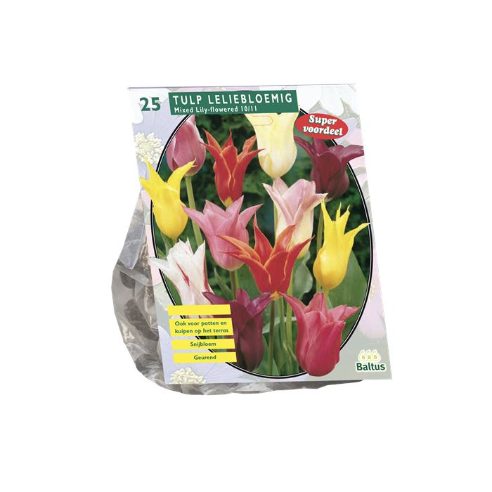 Tulipa-Leliebloemig-Mix-per-15