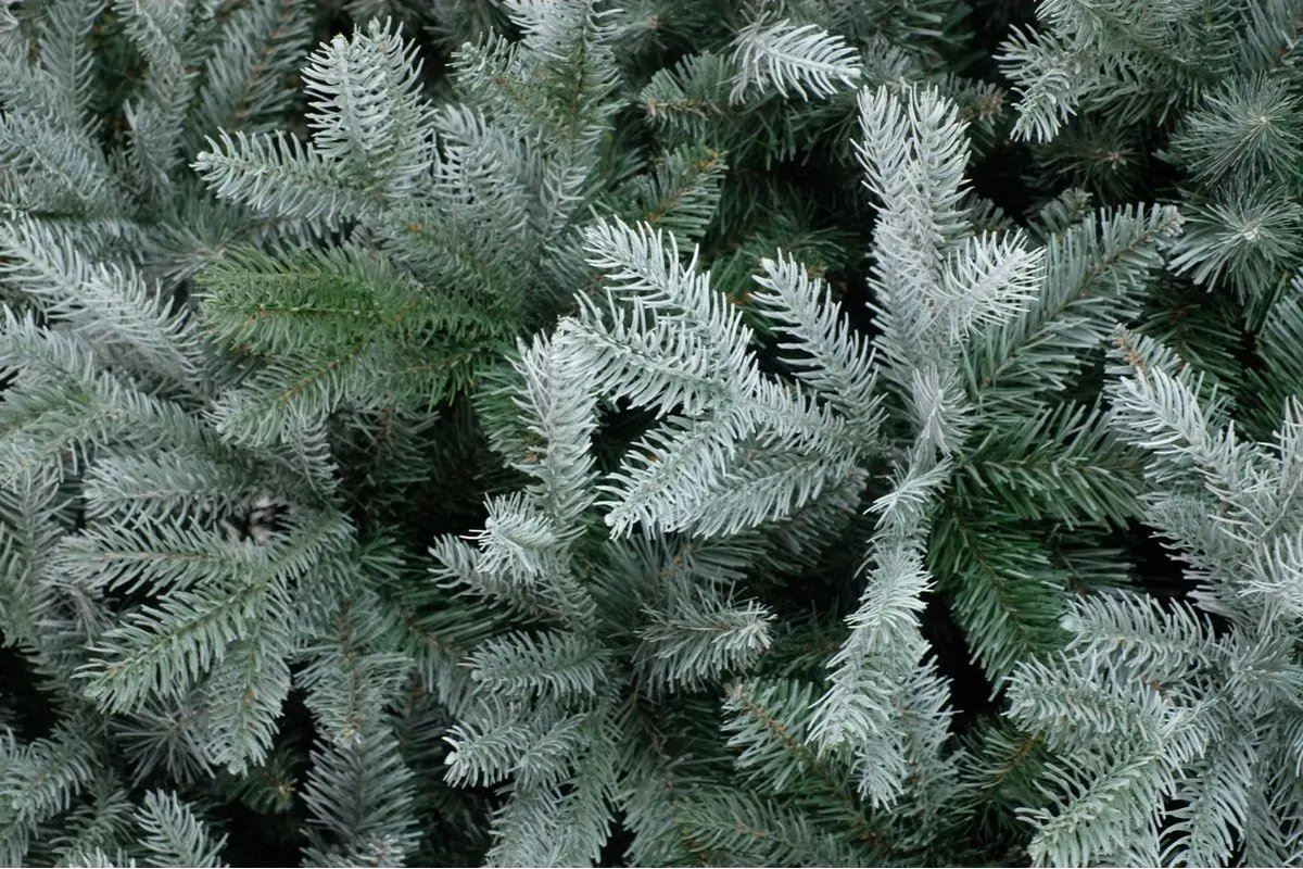 Frosted-Mulberry-Fir-Hinged-243cm