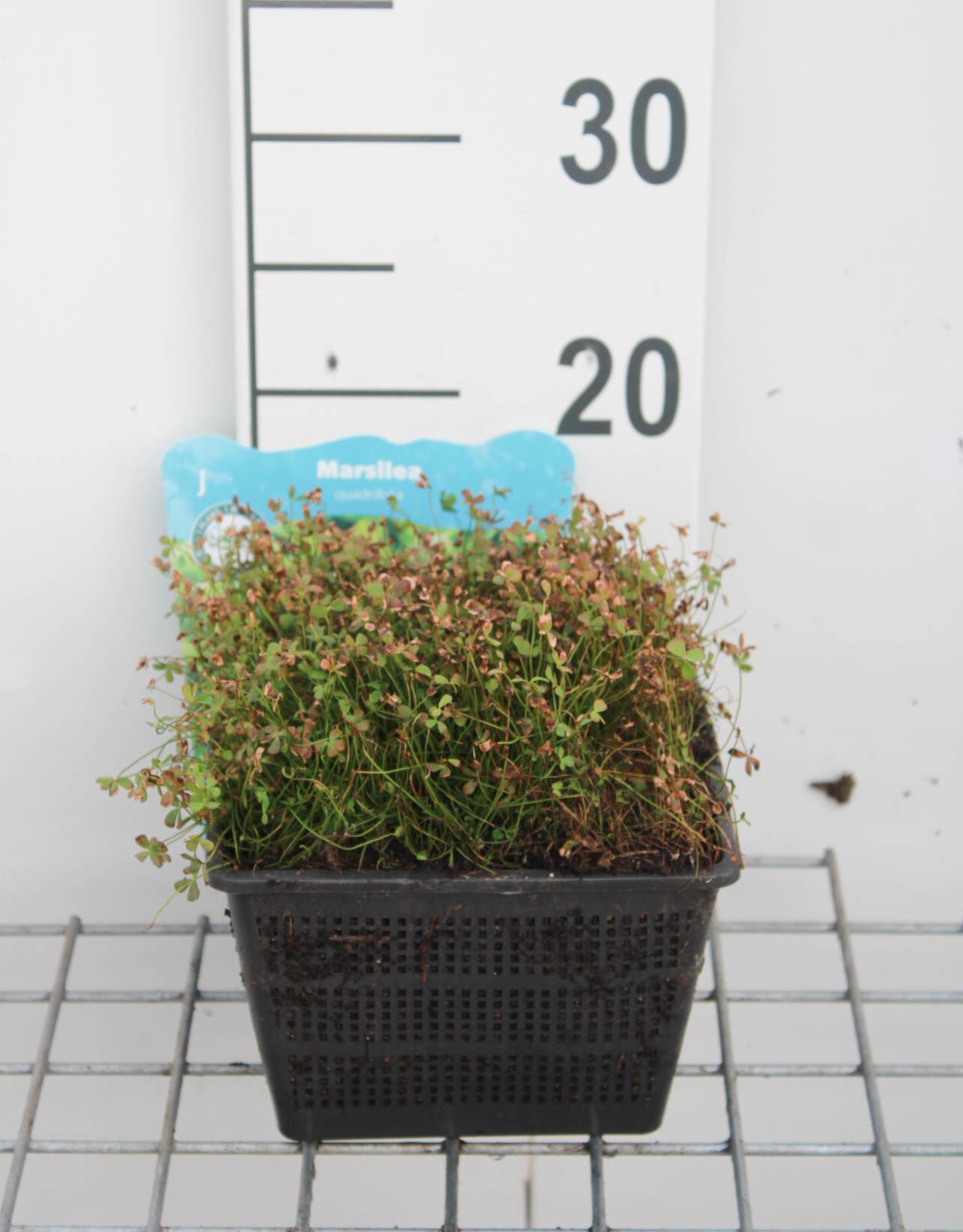 Marsilea quadrifolia - panier à eau ø18 cm