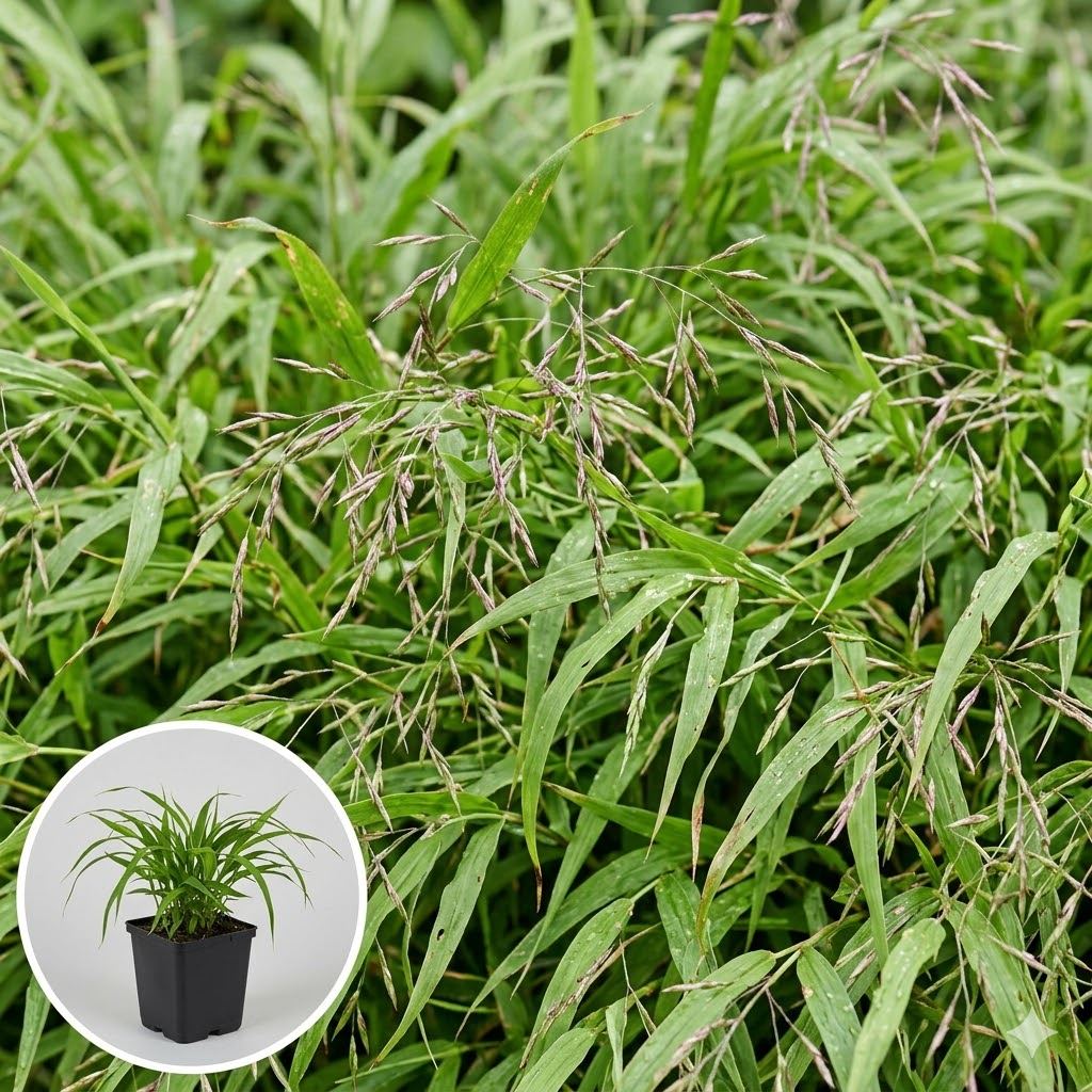 Hakonechloa-macra-pot-9x9-cm